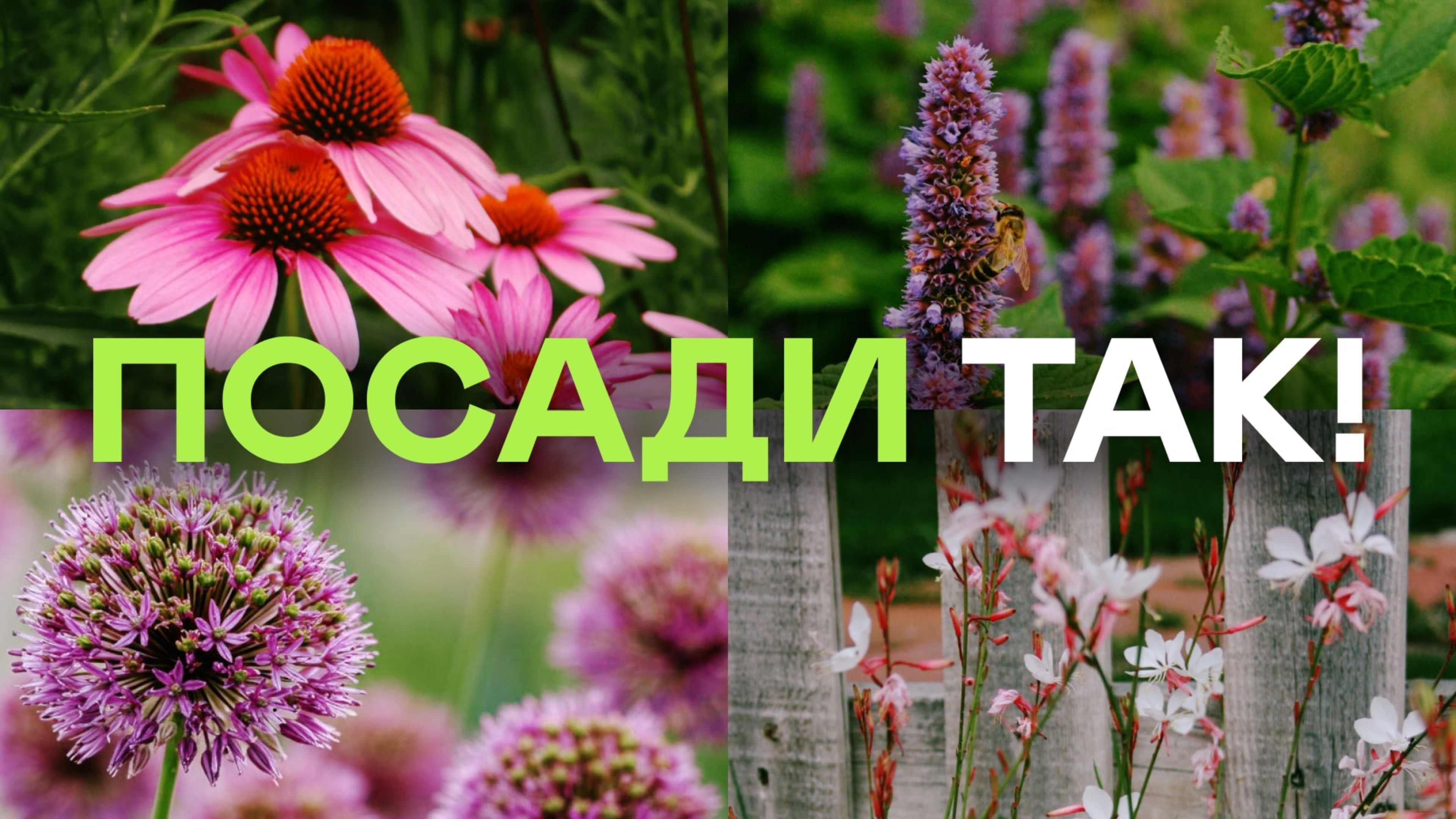 Именно Так Сочетают Растения Ландшафтники! Рассказала Простым Языком За 20 Минут