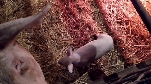 Уборка и Обзор хрюшек смотреть онлайн