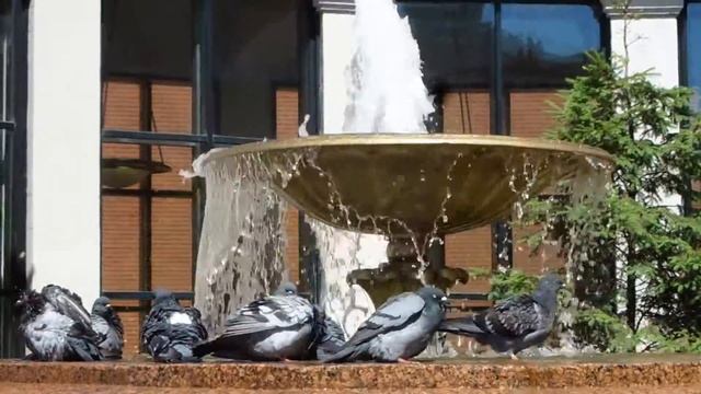 ГОЛУБИ. ФОНТАН. МЕТРО СОКОЛ смотреть онлайн