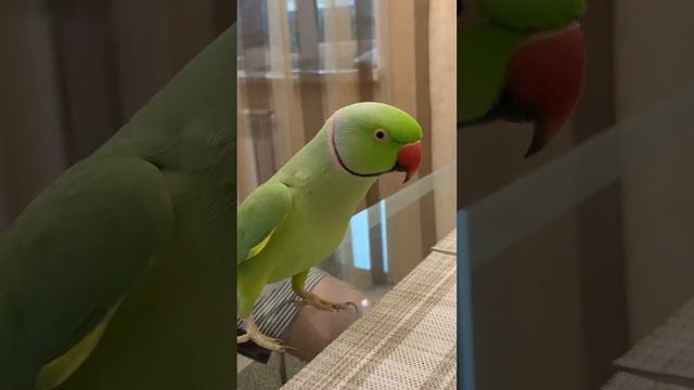 Говорящий ожереловый попугай Ричи