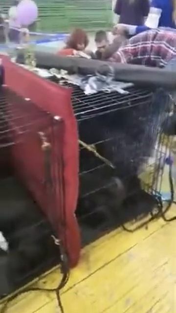 Клетка номер 6 лео смотреть онлайн