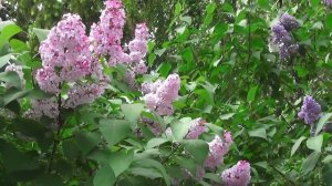 Чарующий релакс- музыка весны.🌷 Божественно красивая музыка , успокаивает  и радует душу#relax