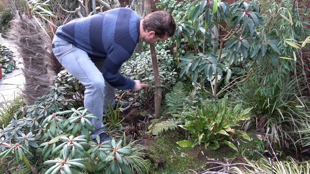 Pruning Paulownia & re-using the wood for wild life