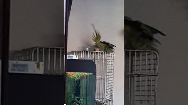 Купание ожереловых попугаев. Как купаются ожерелки смотреть онлайн