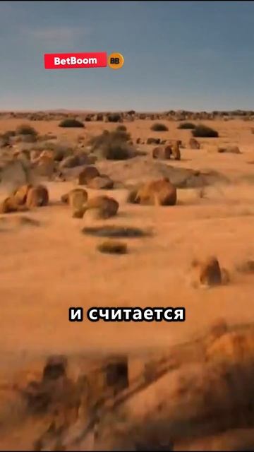 остался последний пустынный король #shorts #животные #животныймир смотреть онлайн