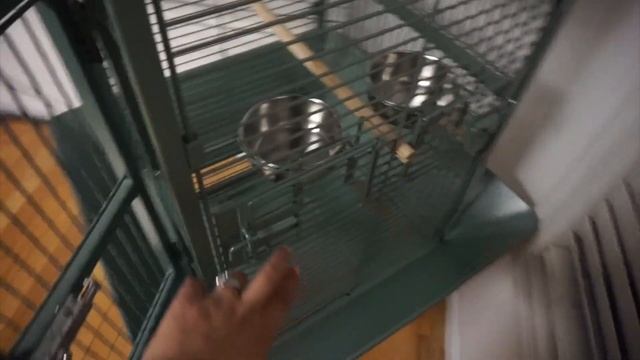 SETTING UP MY BUDGIE BIRD CAGE |BONDBEAUTYSJUNGLE смотреть онлайн