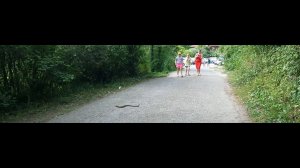 Сочи Лазаревское сегодня огромная змея переползла дорогу прямо перед входом в Свирское ущелье