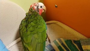 Кубинский амазон осмелел: изучает кровать и бурчит на всех и все