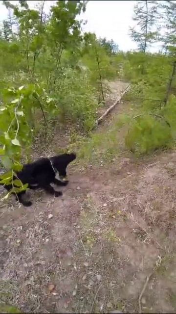 Русский охотничий спаниель
