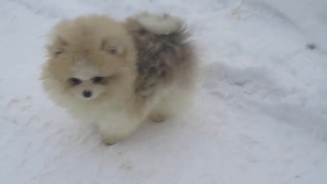 Блеск Снегов Ласковый Лучик смотреть онлайн
