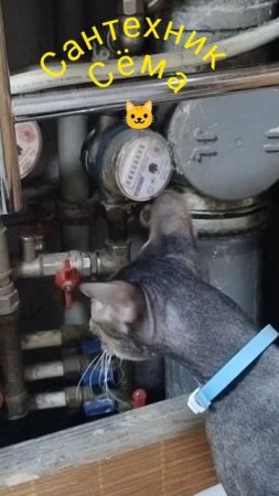 Котик Сёма #shorts