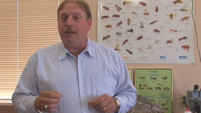 Pest Control Tips : Does Salt Kill Ants? смотреть онлайн