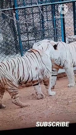 Two White Tigers Fights  #shorts #tiger #lion #viral #trending #whitetiger #shortsviral
