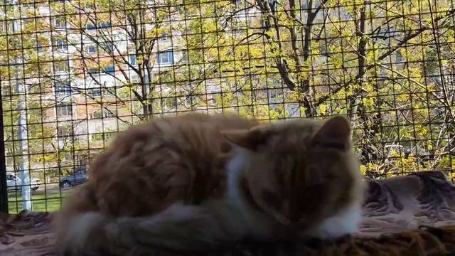 Как живут коты в приюте для кошек