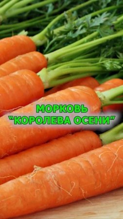 Топ 6 хрустящих и необычных морковок для дачи