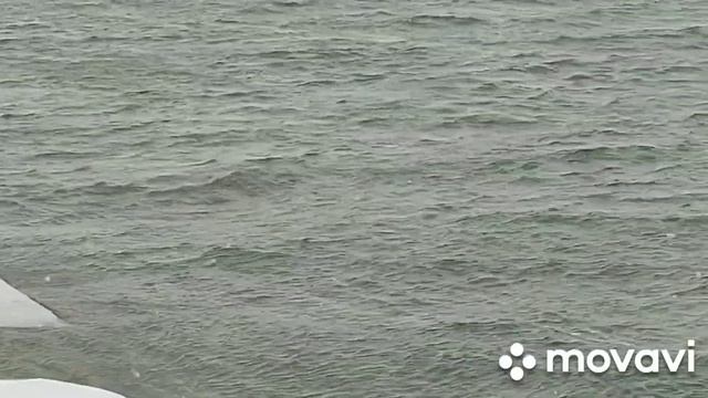 2023 01 РК Леса Луга !! 3 !! Лежанки косуль !! Павлодарская область !! смотреть онлайн