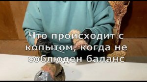 Что происходит с копытом, если не соблюдён баланс.