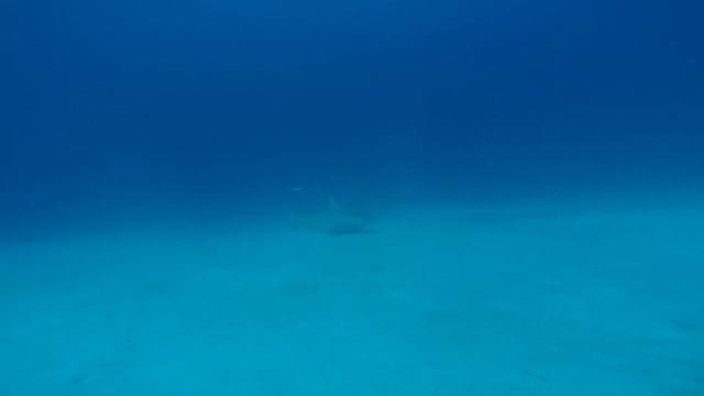 Bull Shark Dive Playa 2019 смотреть онлайн