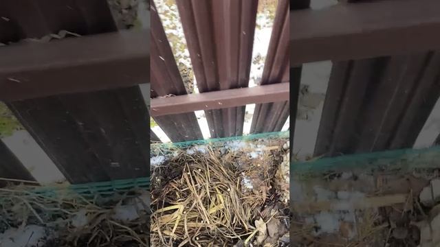 Сажаю горох прямо на органику.
