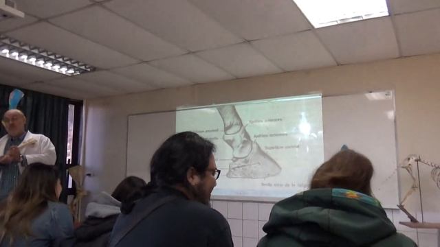 Anatomía Comparada. Miembro Anterior. Parte 2 de 4 (17-03-2018) смотреть онлайн