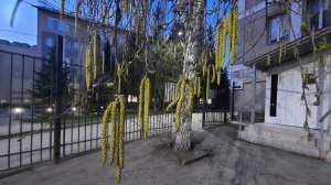 Мои растишки🪴Творческое "безобразие" бабушки🦊