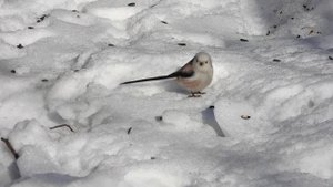 Длиннохвостая синица (ополовник) 18.02.2024