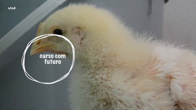 Opção: UTAD | Ana Rita Silva - Engenharia Zootécnica смотреть онлайн