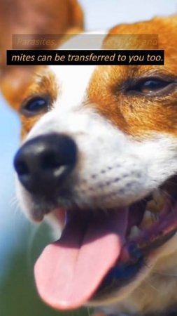 Do Not Let Dogs Lick Your Face, It Is Disgusting. #shorts #dogs #shortsfeed  #lickyou