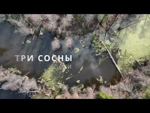 Три сосны. Старица Илети
