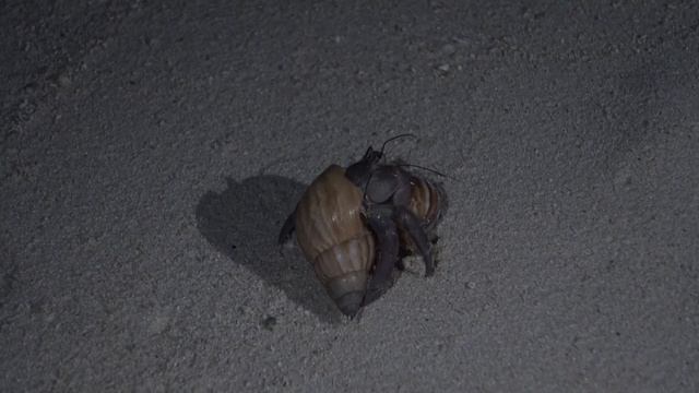 Hermit Crabs fighting Coenobita rugosus  Bandos Maldives