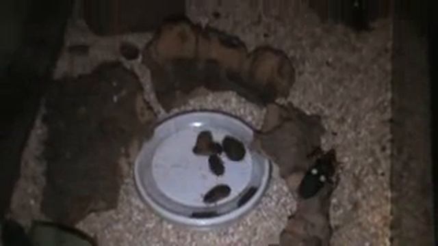 Assassin Bugs Feeding смотреть онлайн