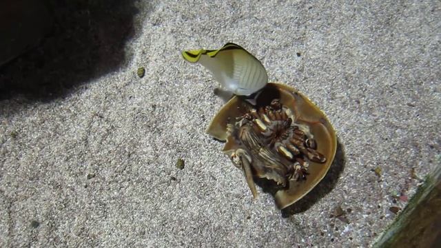 Horseshoe crab.MOV смотреть онлайн