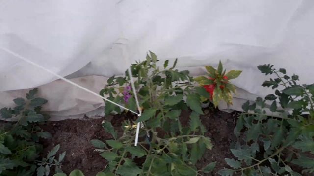 22 мая 2020 г. Обзор моих теплиц, что изменилось и выросло смотреть онлайн