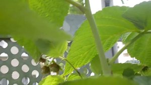 Himbeeren auf dem Balkon. Tasty, малина на балконе