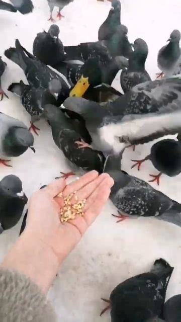 уточки и голуби кушают смотреть онлайн