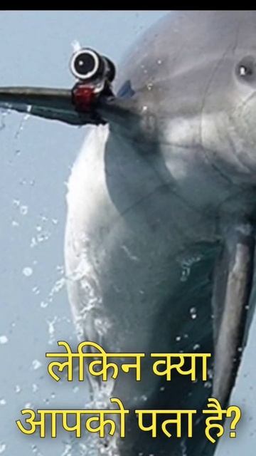 यह प्राणी 3 साल तक सोता है | Fake teeth of Gandhi Ji #shorts смотреть онлайн