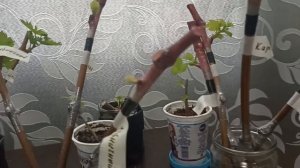 Результат привитых черенков на 15.04.2025 года.