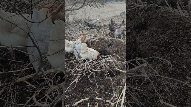 Курочки🐔🐓 на вольном выгуле