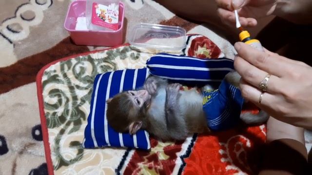 Baby Monkey Lu Has A Scratch, So Mom, Applied Medicine To Lu смотреть онлайн