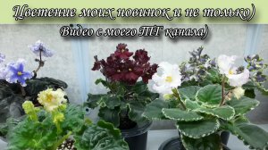 Цветение моих новинок и не только)  Краткие обзорчики сортов)  Видео с моего ТГ канала.