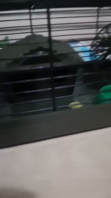 Новый хомяк!!! смотреть онлайн