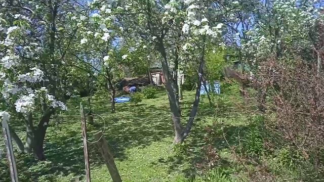 Райские сады🥰😊😊Яблони в цвету🌺🌺🌺