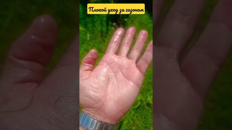 Пример плохого полива. Поэтому настоятельно рекомендую уделять должное внимание уходу за газоном