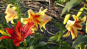 А музыка в душе моей струится*  Лилии в моем саду