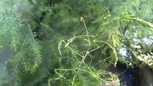 как спариваются жуки нарывники?