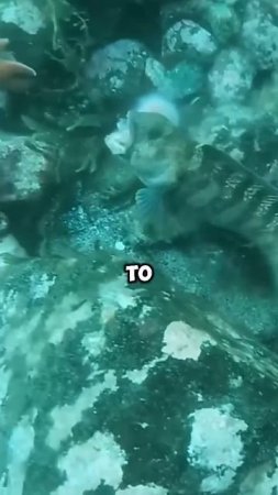 The unique bond between man and fish. #animals #warm #shortvideo #funny #friends #shorts