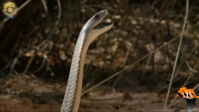 عندما تهجم المامبا السوداء على فرس النهر، لن تصدق ما سيحدث بينهما/في عالم الحيوان смотреть онлайн