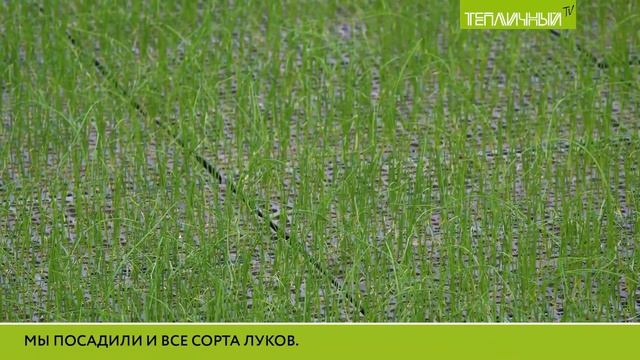 Рассада "колосится": "Тепличный" почти готов к посевной кампании смотреть онлайн