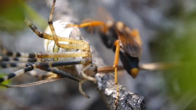 ナミモンクモバチ（モンベッコウ） Batozonellus maculifrons の行動Ⅴ（再々運搬・再々穴掘り） смотреть онлайн