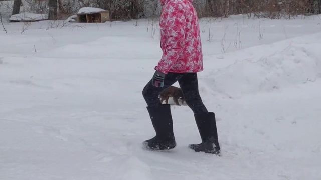 пошли на прогулку на даче с собаками. смотреть онлайн